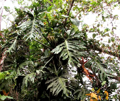 Philodendron radiatum