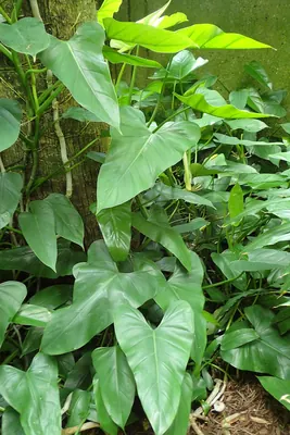 Philodendron smithii