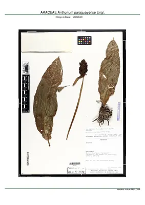 Anthurium paraguayense