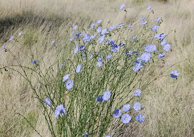 Wild blue flax