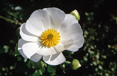 Salvia cistus