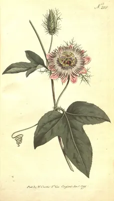 Fringed passionflower