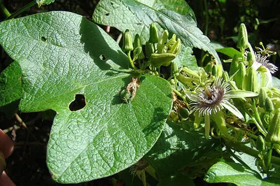 Goatsfoot