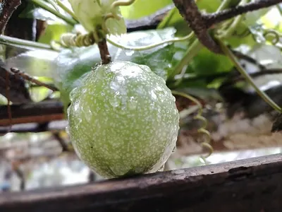 Purple granadilla