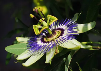 Bluecrown passionflower
