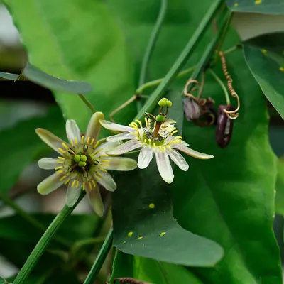 Twoflower passionflower