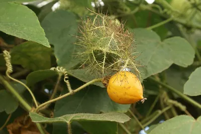 Wild water lemon
