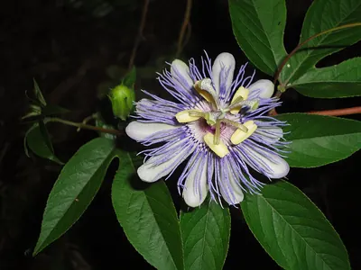 Maypop