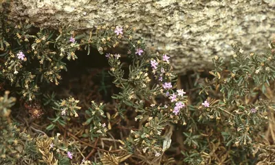 Alkali seaheath
