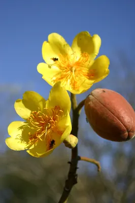 Silk cottontree