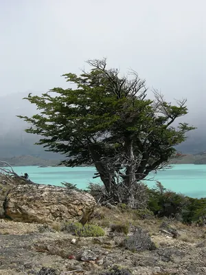 Nothofagus pumilio