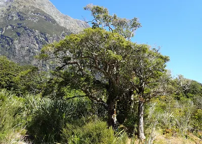 Nothofagus cliffortioides