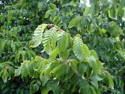 Oriental Hornbeam