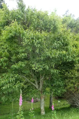 Carpinus viminea