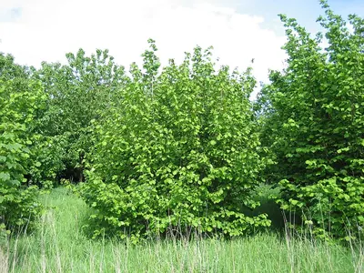 Cobnut