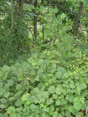 Siberian hazelnut