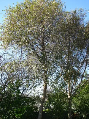 Evergreen alder