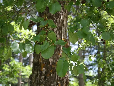 Italian Alder