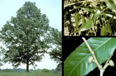 Sawtooth oak