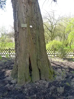 Quercus afares