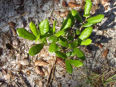 Running oak
