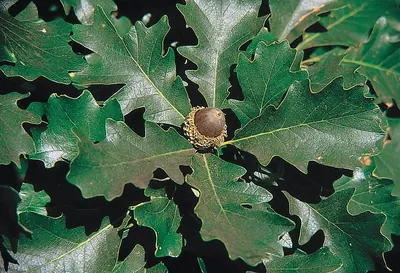 Mossy cup oak