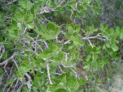 Scrub oak