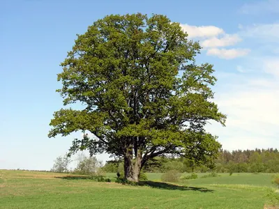 Pedunculate Oak