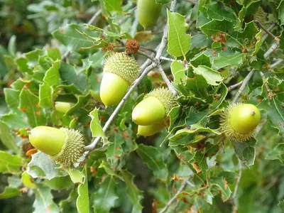 Kermes Oak