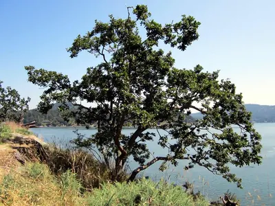 Post Oak