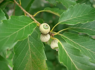 Jolcham oak