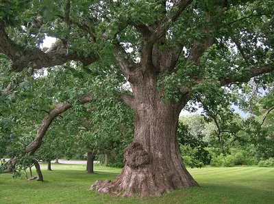 White oak