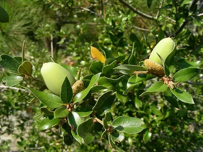 Canyon live oak