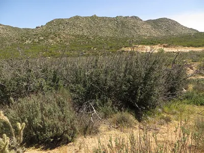 Palmer oak