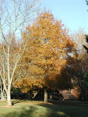 Willow oak