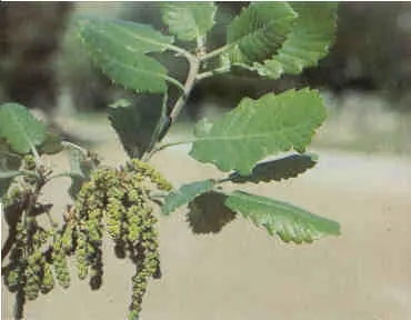 Quercus canariensis
