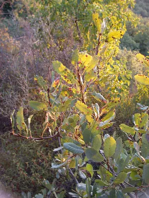 Aleppo oak