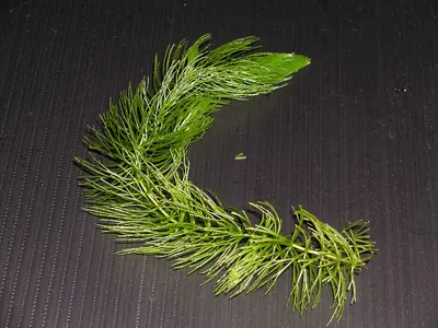 Common hornwort
