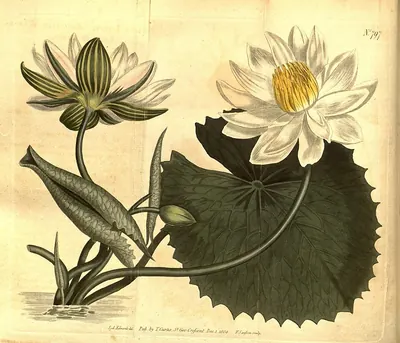 Tiger lotus