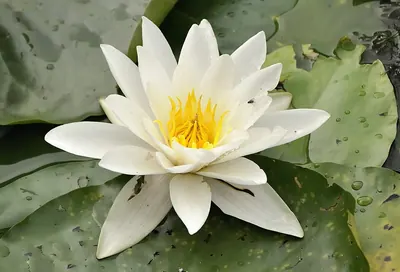 White Water-lily
