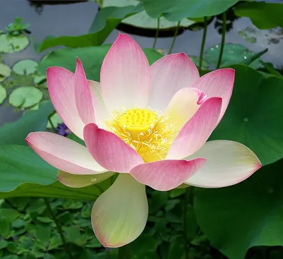 Sacred lotus