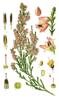 Heather