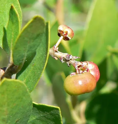 Whiteleaf manzanita