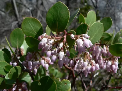 Greenleaf manzanita