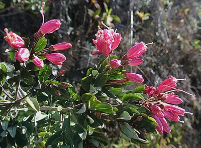 Bejaria aestuans