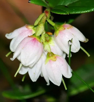 Cowberry