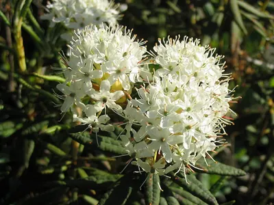 Rusty Labrador-Tea