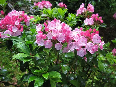 Mountain-laurel