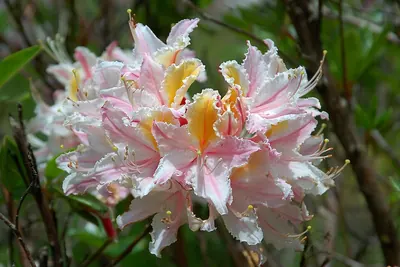 Western azalea