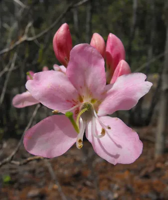 Pinkshell azalea